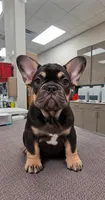Audrey, a female French Bulldog for sale in Miami, FL – 1 of 10