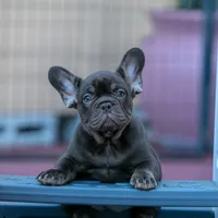 Coco Chanel, a female French Bulldog for sale in Miami, FL – 7 of 10