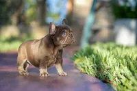 Tiffany, a female French Bulldog for sale in Miami, FL – 5 of 8