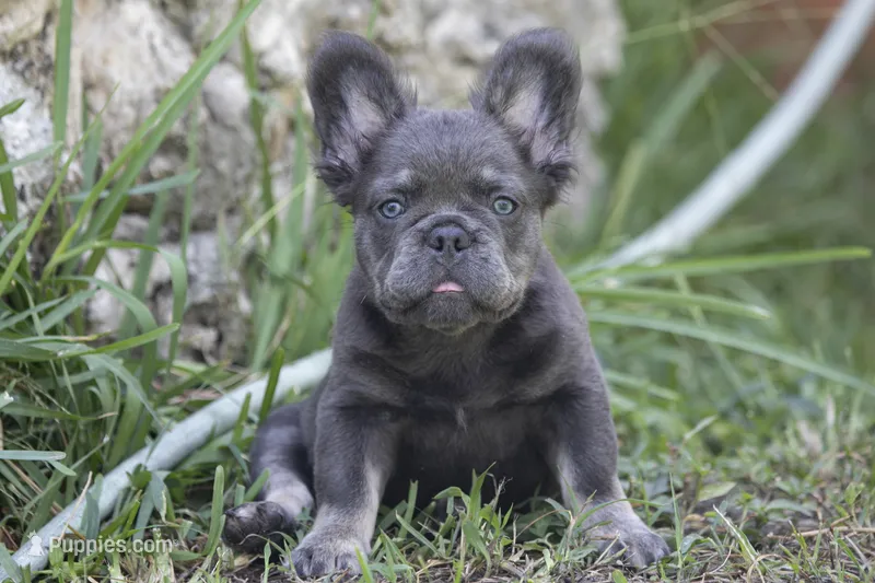 Fendi – French Bulldog puppy for sale in Miami, FL
