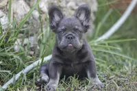 Fendi, a female French Bulldog for sale in Miami, FL – 1 of 8