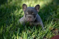 Prada, a female French Bulldog for sale in Miami, FL – 5 of 9