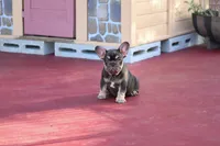 Audrey, a female French Bulldog for sale in Miami, FL – 7 of 10