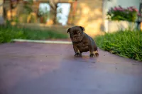 Coco Chanel, a female French Bulldog for sale in Miami, FL – 8 of 10