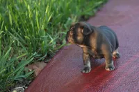 Coco Chanel, a female French Bulldog for sale in Miami, FL – 9 of 10