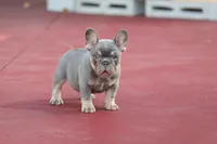Prada, a female French Bulldog for sale in Miami, FL – 8 of 10