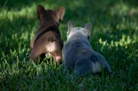 Prada, a female French Bulldog for sale in Miami, FL – 7 of 9