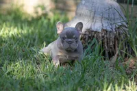 Prada, a female French Bulldog for sale in Miami, FL – 1 of 9