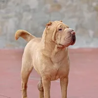 Darina, a female Chinese Shar-Pei for sale in Miami, FL – Photo 2 of 4