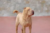 processed/3e9ea4a4-34bd-4fe9-800c-74ea14926900/listing/614c33c6-5224-4bce-9796-aff0957214dd/55fa6276-c161-4790-b181-86541e8be622