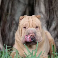 Darina, a female Chinese Shar-Pei for sale in Miami, FL – Photo 3 of 4