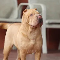 Darina, a female Chinese Shar-Pei for sale in Miami, FL – Photo 1 of 4
