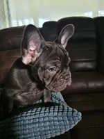 Coco Chanel, a female French Bulldog for sale in Miami, FL – 2 of 10
