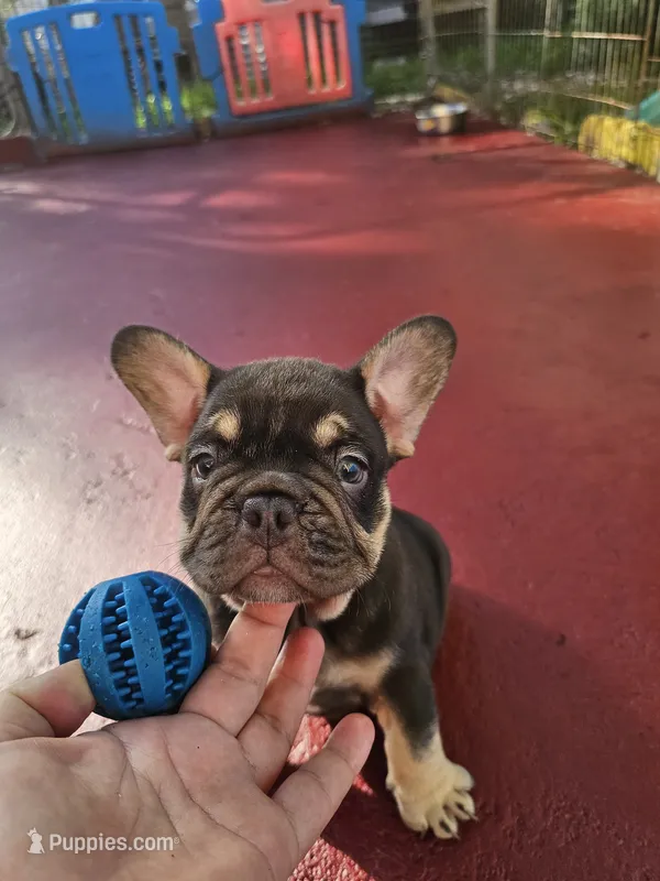 Audrey – French Bulldog puppy for sale in Miami, FL