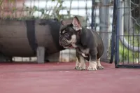 Audrey, a female French Bulldog for sale in Miami, FL – 6 of 10