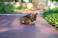 Tiffany, a female French Bulldog for sale in Miami, FL – 7 of 8