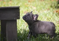 Fendi, a female French Bulldog for sale in Miami, FL – 7 of 8