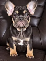 Audrey, a female French Bulldog for sale in Miami, FL – 2 of 10