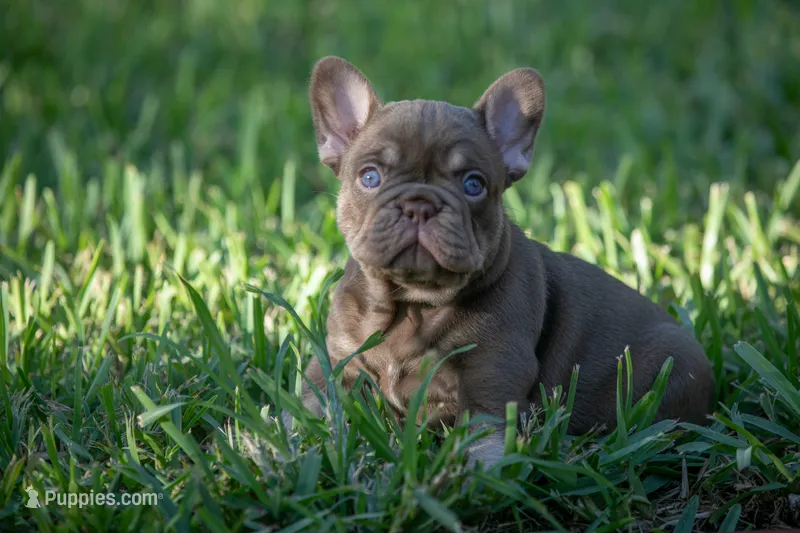Tiffany – French Bulldog puppy for sale in Miami, FL