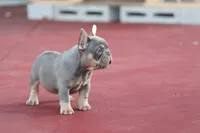 Prada, a female French Bulldog for sale in Miami, FL – 7 of 10