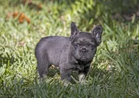 Fendi, a female French Bulldog for sale in Miami, FL – 6 of 8