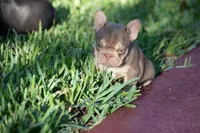Diesel, a male French Bulldog for sale in Miami, FL – 4 of 10