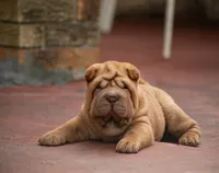 Leo, a male Chinese Shar-Pei for sale in Miami, FL – Photo 4 of 10