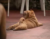 Leo, a male Chinese Shar-Pei for sale in Miami, FL – Photo 3 of 10