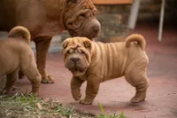 Leo, a male Chinese Shar-Pei for sale in Miami, FL – Photo 6 of 10