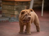 Leo, a male Chinese Shar-Pei for sale in Miami, FL – Photo 2 of 10