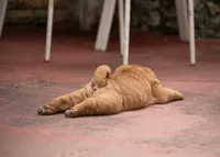 Leo, a male Chinese Shar-Pei for sale in Miami, FL – Photo 9 of 10