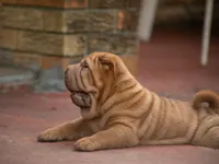 Leo, a male Chinese Shar-Pei for sale in Miami, FL – Photo 8 of 10