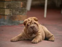 Leo, a male Chinese Shar-Pei for sale in Miami, FL – Photo 7 of 10