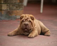 Leo, a male Chinese Shar-Pei for sale in Miami, FL – Photo 1 of 10