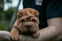 Leo, a male Chinese Shar-Pei for sale in Miami, FL – Photo 10 of 10