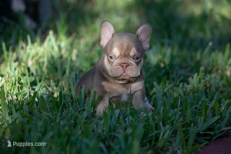 Diesel – French Bulldog puppy for sale in Miami, FL