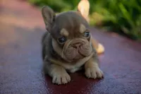 Diesel, a male French Bulldog for sale in Miami, FL – 10 of 10