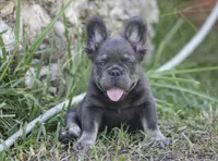 Fendi, a female French Bulldog for sale in Miami, FL – 2 of 8