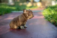 Tiffany, a female French Bulldog for sale in Miami, FL – 8 of 8