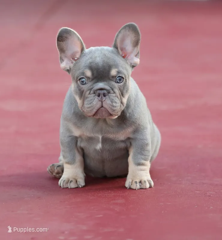 Prada – French Bulldog puppy for sale in Miami, FL