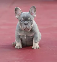 Prada, a female French Bulldog for sale in Miami, FL – 1 of 10