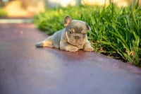 Prada, a female French Bulldog for sale in Miami, FL – 8 of 9