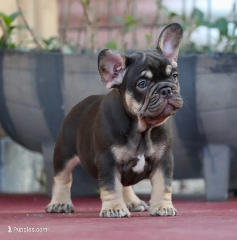 Audrey – French Bulldog puppy for sale in Miami, FL