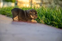 Audrey, a female French Bulldog for sale in Miami, FL – 3 of 4