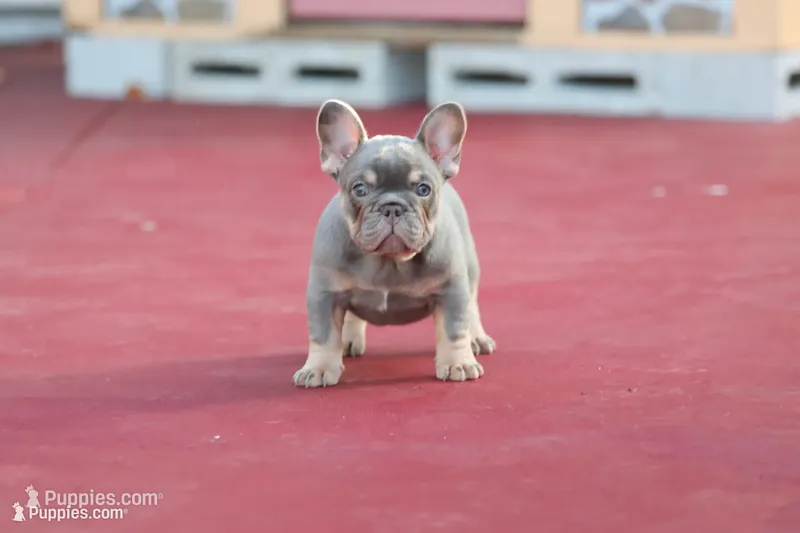 Prada – French Bulldog puppy for sale in Miami, FL