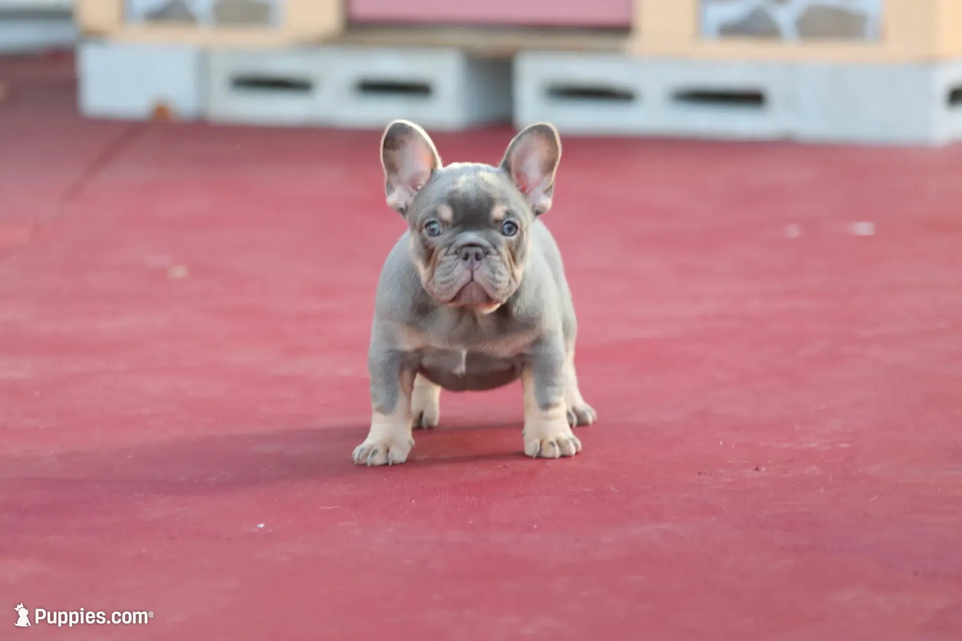 Prada, a female French Bulldog for sale in Miami, FL – 2 of 10