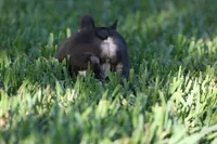 Coco Chanel, a female French Bulldog for sale in Miami, FL – 4 of 10