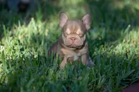 Diesel, a male French Bulldog for sale in Miami, FL – 2 of 10