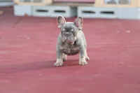 Prada, a female French Bulldog for sale in Miami, FL – 6 of 10