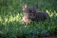 Tiffany, a female French Bulldog for sale in Miami, FL – 2 of 8